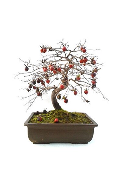 Serdar Çam Tohumculuk Bodur Trabzon Hurma Bonzai Ağacı Ekim Seti 1 Adet Tohum...