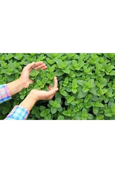 ata tohumculuk 100 Adet Tohum Geleneksel Yediveren Nane Tohumu Sebze Tohumu