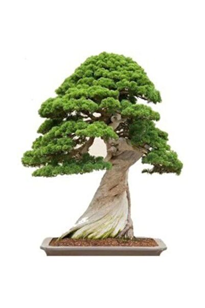 Serdar Çam Tohumculuk Nadir Ithal Bodur Okaliptüs Bonzai Ağacı Tohumu 5 Tohum...