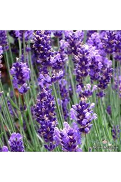 ata tohumculuk 50 Adet Tohum Lavanta Çiçeği Tohum Mor Kokulu Ingiliz Saksı