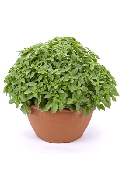 Serdar Çam Tohumculuk Mis Kokulu Top Reyhan Tohumu Ekim Seti Saksı Toprak Fes...