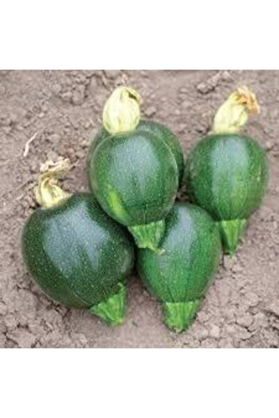 ata tohumculuk 50 Adet Tohum Dolmalık Nadir Topak Kabak Tohumu