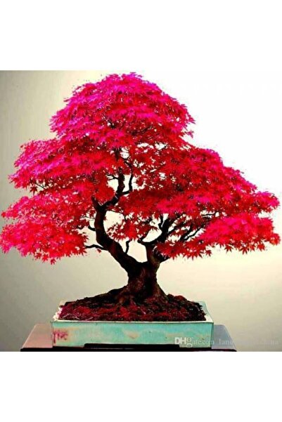 ata tohumculuk 5 Adet Tohum Bodur Bonsai Japon Red Maple Ağacı Bonzai Tohumu Süpriz Hediye Bonsai Ağacı Tohumu