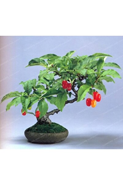 Serdar Çam Tohumculuk Bodur Kızılcık Bonzai Ağacı Tohumu 5 Adet Bonsai Ağacı ...
