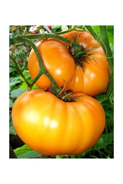 Çam Tohumculuk Nadir Ithal Iri Turuncu Domates Tohumu 5 Adet Tohum