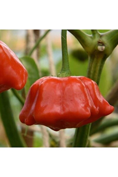 ata tohumculuk Tohum Nadir Gül Biberi Tohumu Kırmızı Gül Biberi Tohumu Gül Bi...