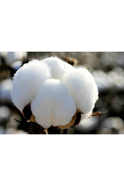 Serdar Çam Tohumculuk Eko Paket 250 Adet Tohum İthal Pamuk Tohumu