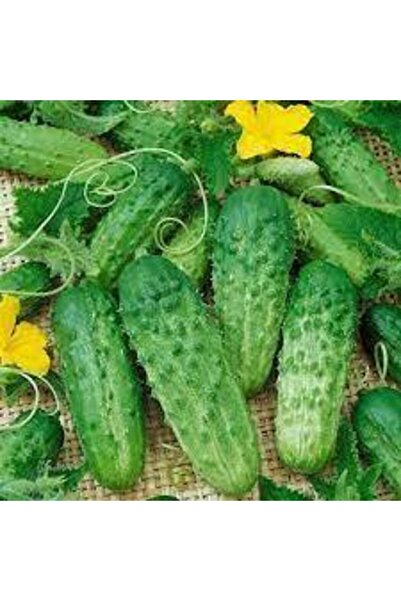 ata tohumculuk Kornişon Salatalık Tohumu 15 Adet Tohum