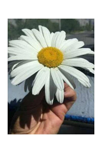 Serdar Çam Tohumculuk Eko Paket 60 Adet Tohum Nadir Dev Papatya Tohumu Çiçek ...