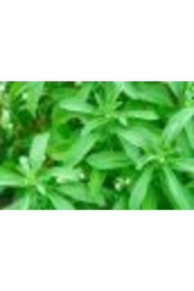 Serdar Çam Tohumculuk Mega Paket 500 Adet Tohum Stevia Tohumu Şekerotu Tohumu...