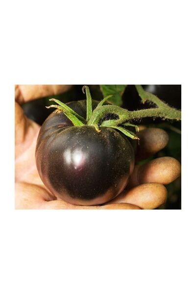 Genel Markalar Siyah Domates Tohumu 5 Adet Tohum Black Tomato