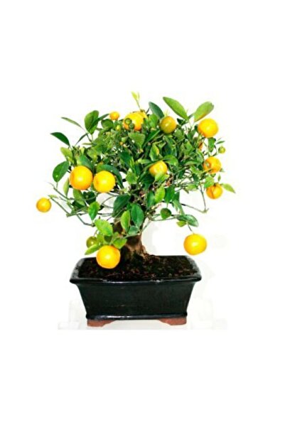 Serdar Çam Tohumculuk Nadir Ithal Limon Bonzai Ağacı Tohumu 5 Tohum Bonsai To...