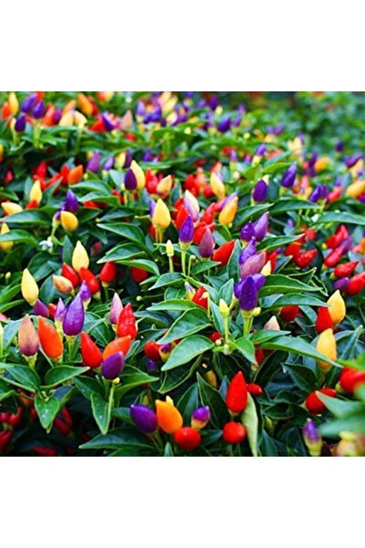 Serdar Çam Tohumculuk Yediveren Acı Süs Biberi Tohumu 25 Adet Biber Tohumu