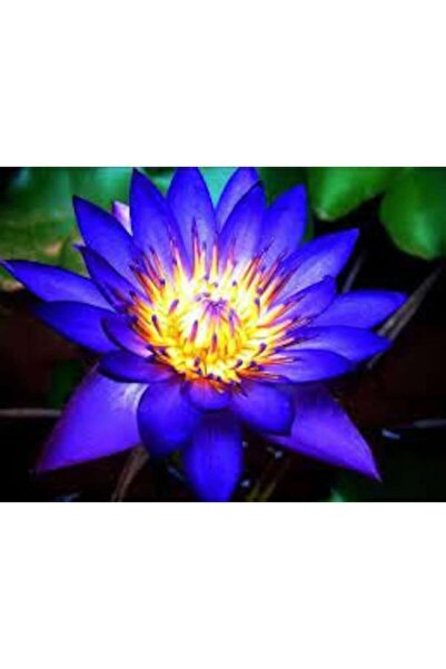 Köy Tohumları 5 Adet Tohum Nadir Bulunan Mavi Lotus Çiçeği Tohumu Lotus Su Çi...