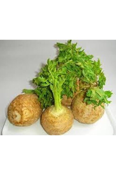 ata tohumculuk 10 Adet Organik Ata Kereviz Tohumu