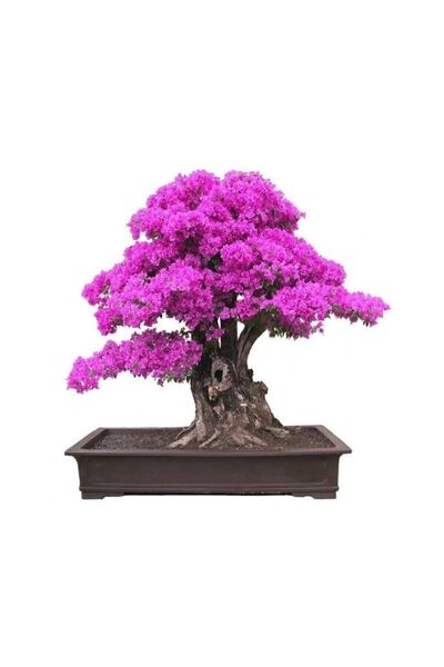 Çam Tohumculuk Bodur Mersin Bonzai Ağacı Ekim Seti 5 Adet Tohum Saksı Toprak ...