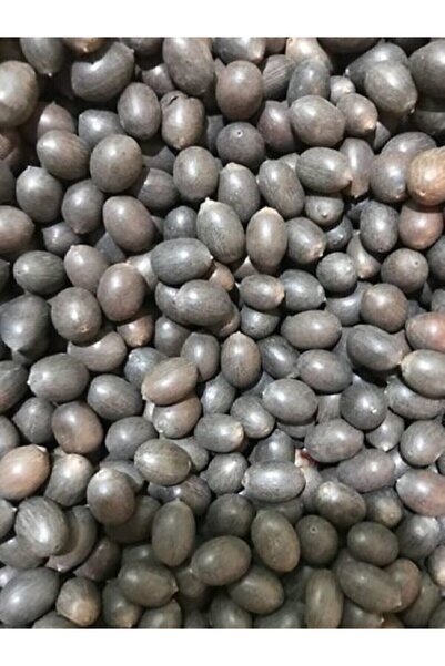 FarmLife Tohum 3 Adet Turuncu Renk Lotus Çiçeği (nilüfer) Tohumu