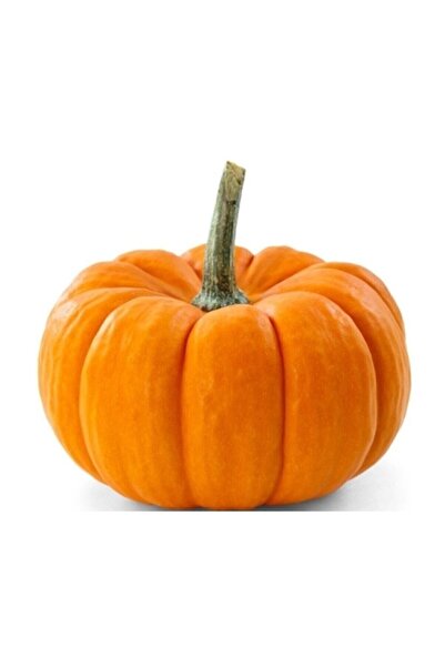 Genel Markalar Iri Bal Kabağı Tohumu 5 Adet Kabak Tohumu