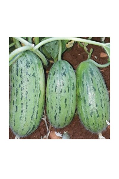 Çam Tohumculuk Yeşil Badem Çin Acur Tohumu 10 Adet Tohum Çin Acuru Tohumu