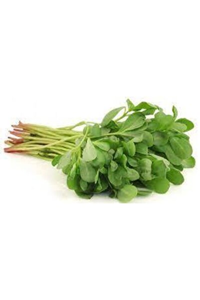 ata tohumculuk 50 Adet Tohum Semiz Otu Tohumu Semizotu Tohumu