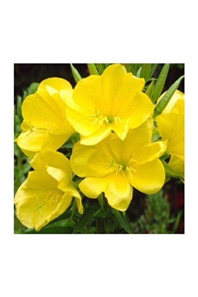 Genel Markalar Tohumculuk Süper Paket 100 Adet Tohum Ezan Çiçeği Tohumu Gece Mumu Tohumu