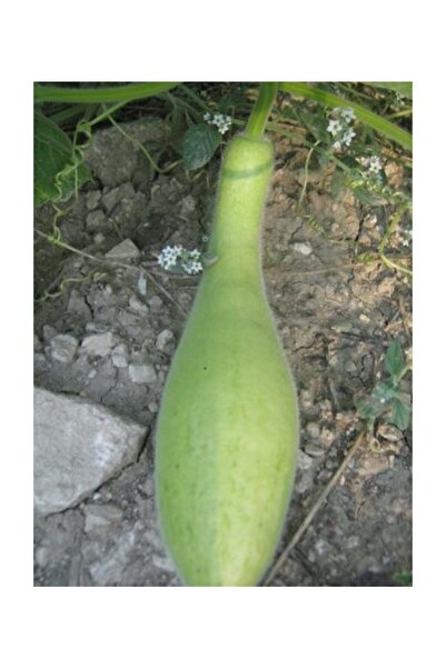 Serdar Çam Tohumculuk Nadir Haylan Kabağı Tohumu 3 Adet Tohum Sıyırma Kabağı ...