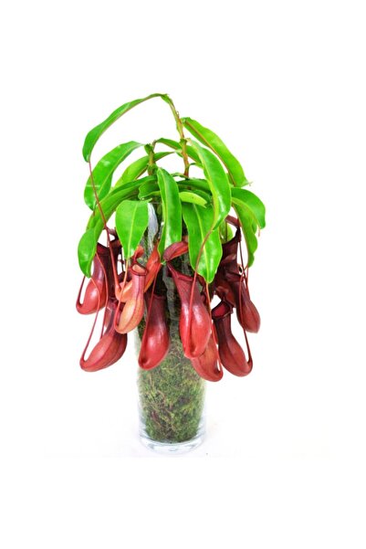 Serdar Çam Tohumculuk Nepentes Etobur Tohumu Sinek Kapan Tohumu Nepentes Ekim...