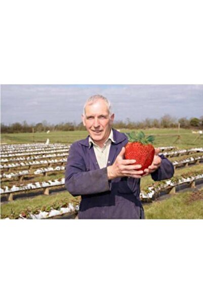 Serdar Çam Tohumculuk Ithal Nadir Dev Çilek Tohumu Yediveren Güney Amerika Çi...