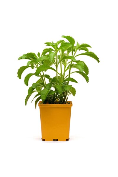 Serdar Çam Tohumculuk Eko Paket 40 Adet Tohum Stevia Tohumu Şekerotu Tohumu Ş...