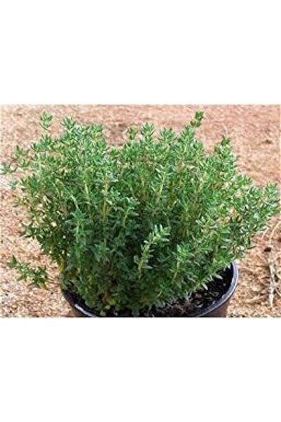 ata tohumculuk Tohum Organik Kekik Tohumu Aromatik Dağ Kekiği Tohumu 20 Adet