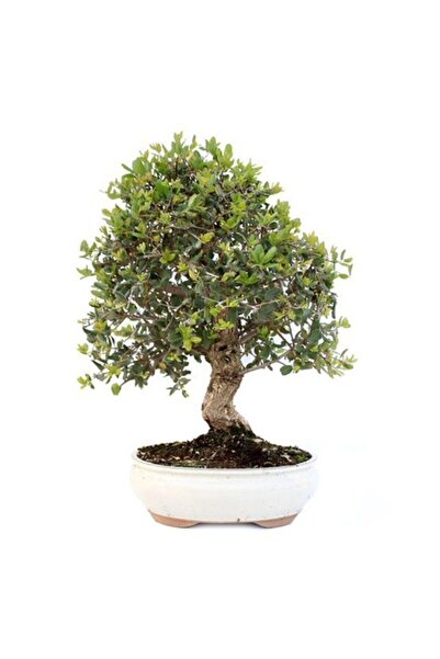 Serdar Çam Tohumculuk Bodur Zeytin Bonzai Ağacı Tohumu 3 Adet Tohum Bonsai Ağacı Tohumu