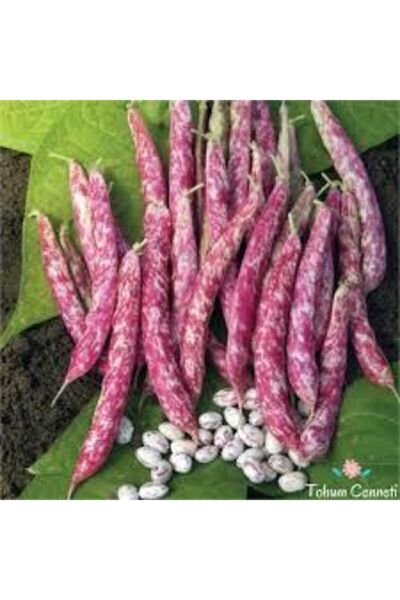 ata tohumculuk Süper Paket Oturak Barbunya Tohumu 30 adet