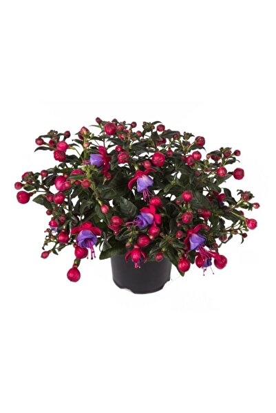 Serdar Çam Tohumculuk Mor Küpeli Çiçeği Ekim Seti Saksı Toprak 5 Adet Tohum K...