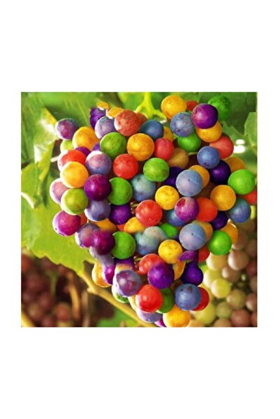 Genel Markalar Nadir Ithal Renkli Üzüm Tohumu 5 Adet Tohum