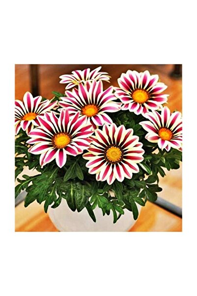 Çam Tohumculuk Gazanya Çiçeği Tohumu 5 Adet Tohum Çiçek Tohumu