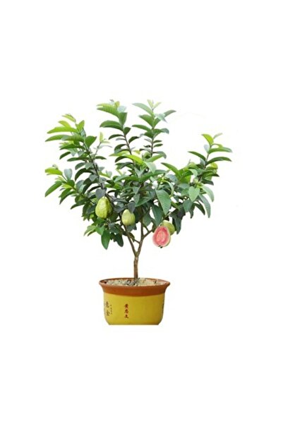 Serdar Çam Tohumculuk Psidium Guava Meyvesi Tohumu 3 Adet Tohum