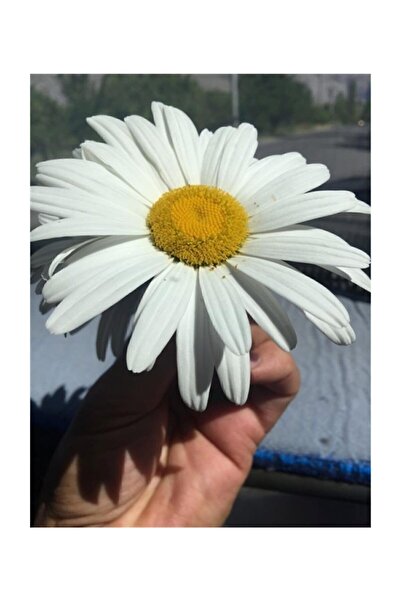 Serdar Çam Tohumculuk İthal Nadir Alaska Dev Papatya Tohumu 5 Adem Tohum Papa...