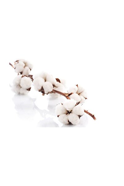 Serdar Çam Tohumculuk Süper Paket 500 Adet Tohum İthal Beyaz Pamuk Tohumu