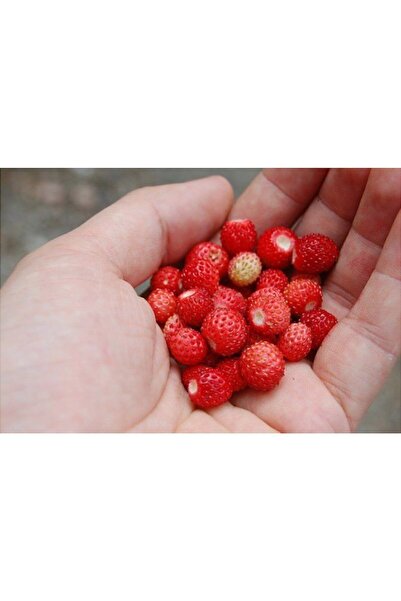 Serdar Çam Tohumculuk Nadir Yayılıcı Dağ Çileği Ekim Seti 10 Çilek Tohumu Saksı Toprak Kombin