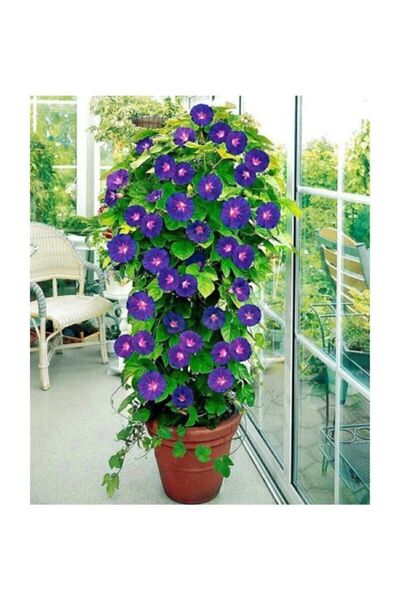 Çam Tohumculuk Karışık Sarmaşık Çiçeği Tohumu 5 Adet Tohum Sabah Sefası