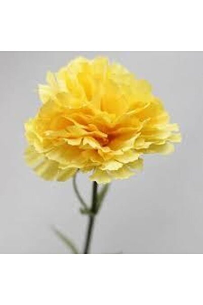 ata tohumculuk Tohum Sarı Karanfil Çiçeği Tohumu 10 Adet