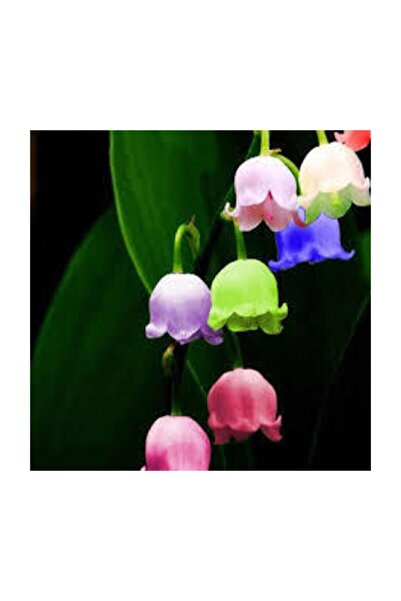 Genel Markalar Tohumculuk Nadir Çan Orkide Tohumu 5 Adet Tohum Çiçek Tohumu