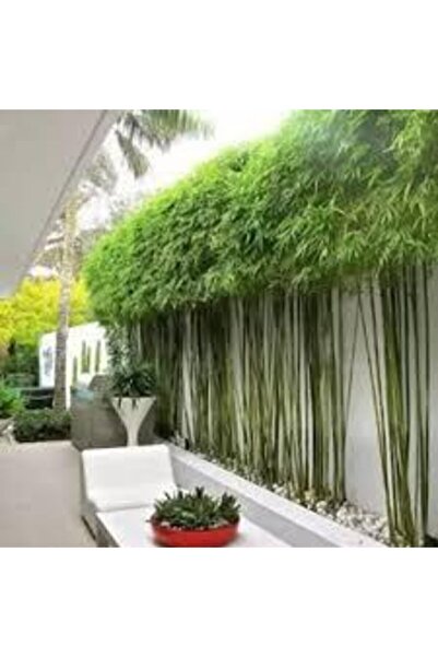 ata tohumculuk Nadir Saksılık Bambu Ağaç Tohumu 5 Adet