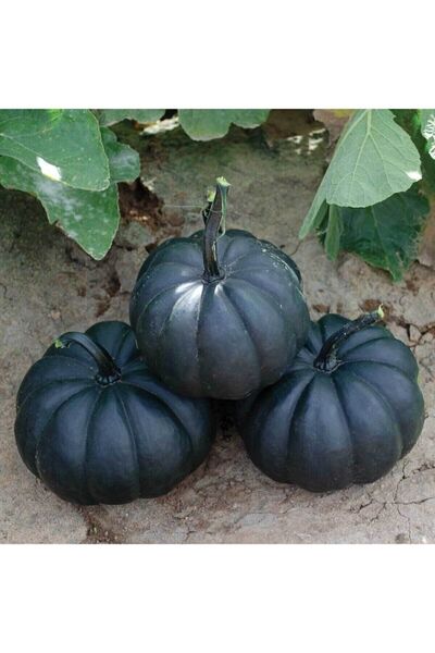 Genel Markalar Süper Paket 50 Adet Tohum İthal Nadir Thailand Siyah Bal Kabağı Tohumu Kabak Tohumu