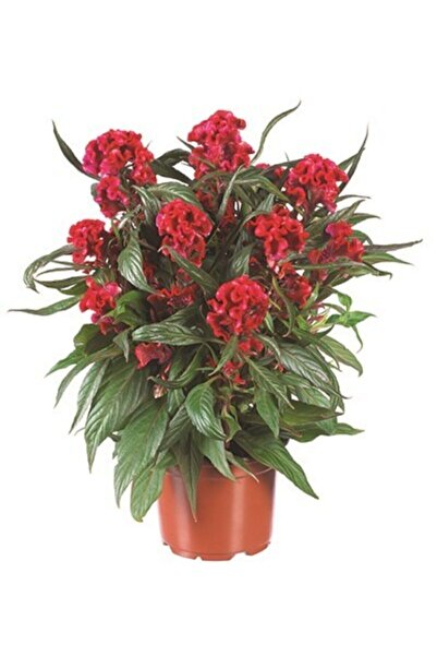 Serdar Çam Tohumculuk Karışık Horozibiği Çiçeği Ekim Seti 5 Adet Tohum Saksı ...