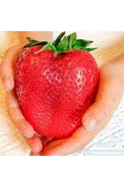 ata tohumculuk 10 Adet  Tohum Dev Çilek Tohumu Yediveren Çilek Tohum Ata Tohu...