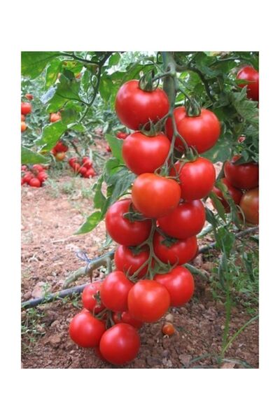 Genel Markalar Süper Paket 100 Adet Tohum Ithal Mis Kokul Gerçek Sırık Domate...