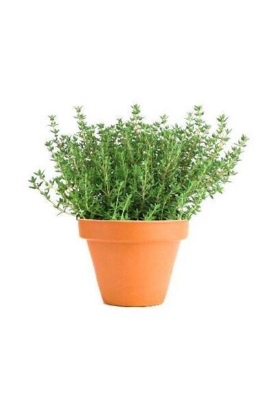 Çam Tohumculuk Aromatik Dağ Kekiği Tohumu 25 Adet Kekik Tohumu