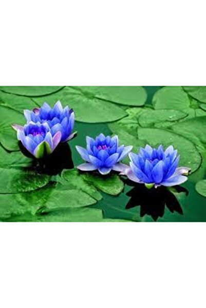 ata tohumculuk 2 Adet Tohum Nadir Bulunan Mavi Lotus Çiçeği Tohumu Lotus Su Ç...