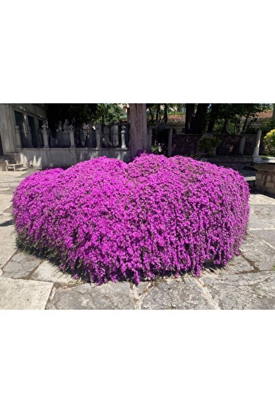 Çiçek sev Acem Halısı Çiçeği 30 Adet Tohum